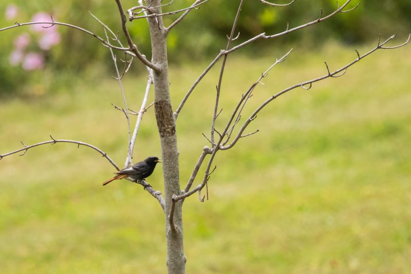 Rougequeue noir mâle